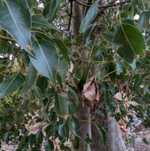 Brachychiton populneus subsp. populneus at Kambah, ACT - 12 Jul 2024