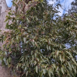 Brachychiton populneus subsp. populneus at Kambah, ACT - 12 Jul 2024