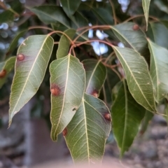 Brachychiton populneus subsp. populneus at Kambah, ACT - 12 Jul 2024