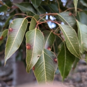 Brachychiton populneus subsp. populneus at Kambah, ACT - 12 Jul 2024