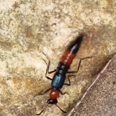 Paederus sp. (genus) (Whiplash rove beetle) at Bungendore, NSW - 9 Jul 2024 by clarehoneydove