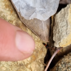 Paederus sp. (genus) at Bungendore, NSW - 9 Jul 2024