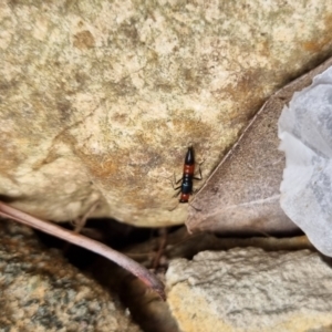 Paederus sp. (genus) at Bungendore, NSW - 9 Jul 2024