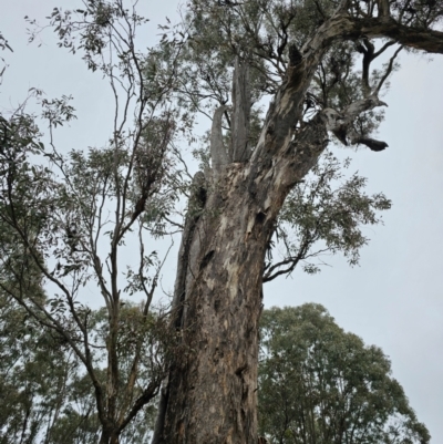 Eucalyptus melliodora (Yellow Box) at Jacka, ACT - 10 Jul 2024 by Jiggy