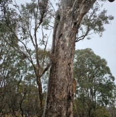 Eucalyptus melliodora at Jacka, ACT - 11 Jul 2024 09:14 AM