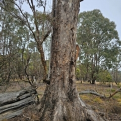 Eucalyptus melliodora at Jacka, ACT - 11 Jul 2024 09:14 AM