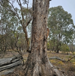 Eucalyptus melliodora at Jacka, ACT - 11 Jul 2024