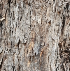 Eucalyptus melliodora at Jacka, ACT - 11 Jul 2024