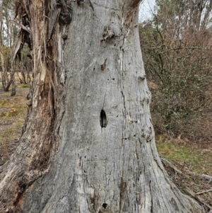 Eucalyptus melliodora at Jacka, ACT - 11 Jul 2024