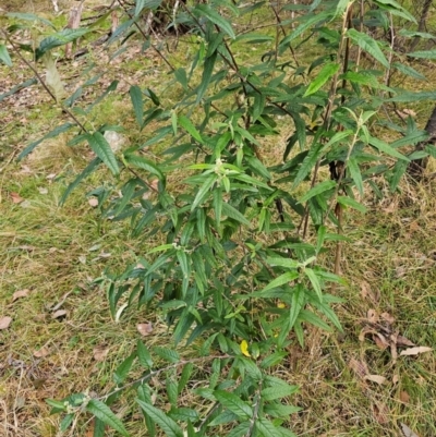 Olearia lirata (Snowy Daisybush) at Taylor, ACT - 12 Jul 2024 by Jiggy