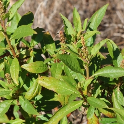 Phytolacca octandra (Inkweed) at West Albury, NSW - 1 Jul 2024 by KylieWaldon