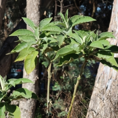 Solanum mauritianum (Wild Tobacco Tree) at West Albury, NSW - 1 Jul 2024 by KylieWaldon