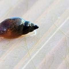 Glyptophysa novaehollandica at Taylor, ACT - 13 Jul 2024 by Jiggy