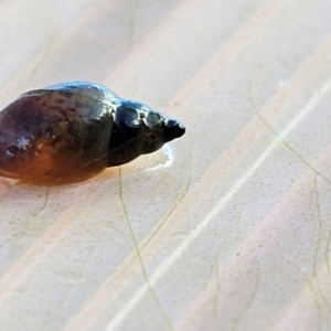 Glyptophysa novaehollandica at Taylor, ACT - 13 Jul 2024