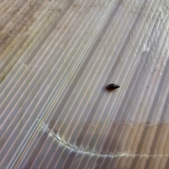 Glyptophysa novaehollandica at Taylor, ACT - 13 Jul 2024 09:08 AM