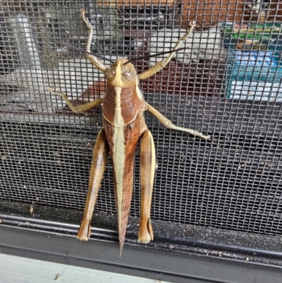 Valanga irregularis (Hedge Grasshopper) at Cooroy, QLD - 12 Jul 2024 by Savagemother