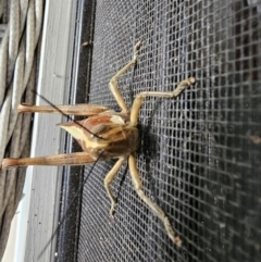 Valanga irregularis at Cooroy, QLD - 13 Jul 2024