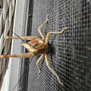 Valanga irregularis at Cooroy, QLD - 13 Jul 2024