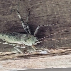 Austrosalomona sp. (genus) (Coastal katydid or Spine-headed katydid) at Cooroy, QLD - 16 Nov 2021 by Savagemother