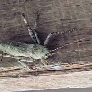 Austrosalomona sp. (genus) at Cooroy, QLD - 16 Nov 2021