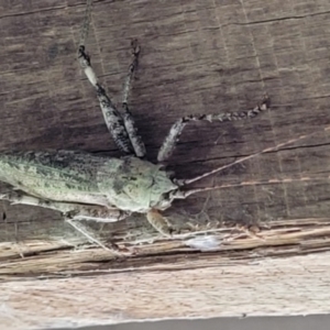 Austrosalomona sp. (genus) (Coastal katydid or Spine-headed katydid) at Cooroy, QLD by Savagemother