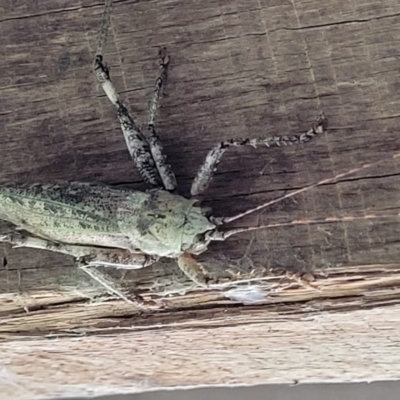 Austrosalomona sp. (genus) (Coastal katydid or Spine-headed katydid) at Cooroy, QLD - 16 Nov 2021 by Savagemother