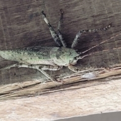 Austrosalomona sp. (genus) at Cooroy, QLD - 16 Nov 2021