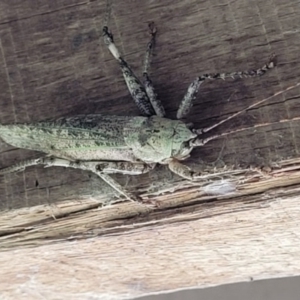 Austrosalomona sp. (genus) at Cooroy, QLD - suppressed