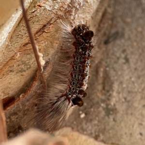 Euproctis baliolalis at Russell, ACT - 10 Jul 2024 12:45 PM