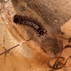 Euproctis baliolalis at Russell, ACT - 10 Jul 2024 12:45 PM