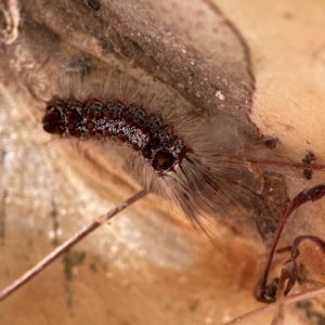 Euproctis baliolalis at Russell, ACT - 10 Jul 2024 12:45 PM