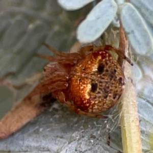 Araneus albotriangulus at Russell, ACT - 10 Jul 2024