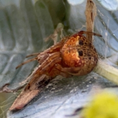 Araneus albotriangulus at Russell, ACT - 10 Jul 2024