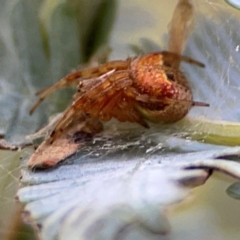 Araneus albotriangulus at Russell, ACT - 10 Jul 2024