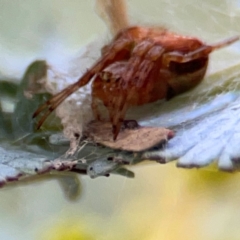 Araneus albotriangulus at Russell, ACT - 10 Jul 2024