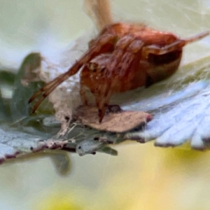 Araneus albotriangulus at Russell, ACT - 10 Jul 2024