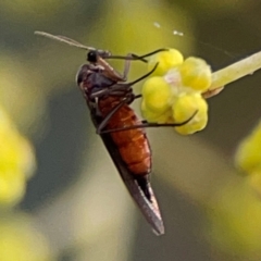 Sciaridae sp. (family) (Black fungus gnat) at Russell, ACT - 10 Jul 2024 by Hejor1