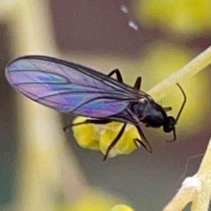 Sciaridae sp. (family) at Russell, ACT - 10 Jul 2024