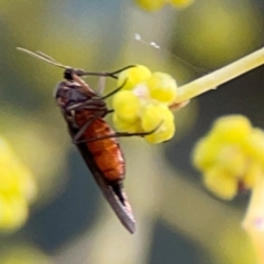 Sciaridae sp. (family) at Russell, ACT - 10 Jul 2024