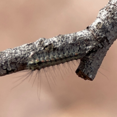 Anestia (genus) (A tiger moth) at Russell, ACT - 10 Jul 2024 by Hejor1