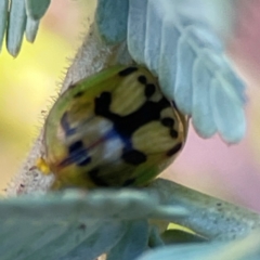 Peltoschema hamadryas (Hamadryas leaf beetle) at Russell, ACT - 10 Jul 2024 by Hejor1
