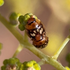 Peltoschema delicatulum (Leaf beetle) at Russell, ACT - 10 Jul 2024 by Hejor1