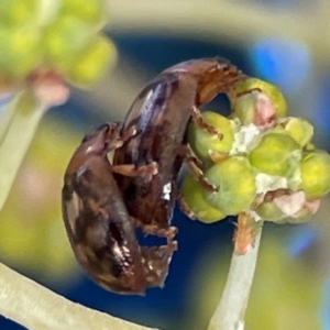 Peltoschema delicatulum at Russell, ACT - 10 Jul 2024 12:22 PM