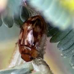 Peltoschema delicatulum at Russell, ACT - 10 Jul 2024 12:22 PM