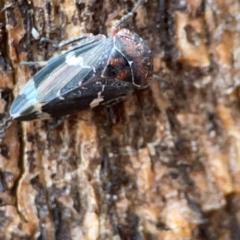 Eurymeloides sp. (genus) (Eucalyptus leafhopper) at Russell, ACT - 8 Jul 2024 by Hejor1