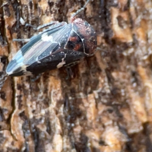 Eurymeloides sp. (genus) at Russell, ACT - 8 Jul 2024