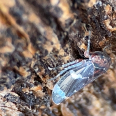 Eurymeloides sp. (genus) at Russell, ACT - 8 Jul 2024