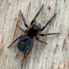 Intruda signata (Ground spider) at Russell, ACT - 8 Jul 2024 by Hejor1