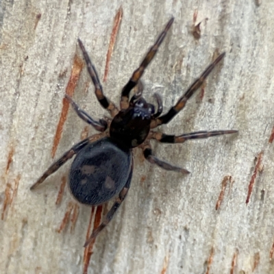 Intruda signata (Ground spider) at Russell, ACT - 8 Jul 2024 by Hejor1