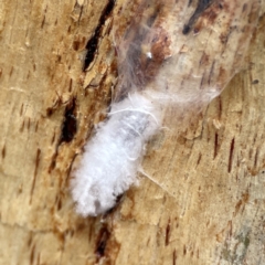 Coccoidea (superfamily) (Mealy bug or scale insect) at Russell, ACT - 8 Jul 2024 by Hejor1